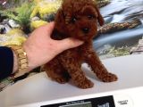 Çok Tatlı Dişi Teacup Poodle Yavrusu