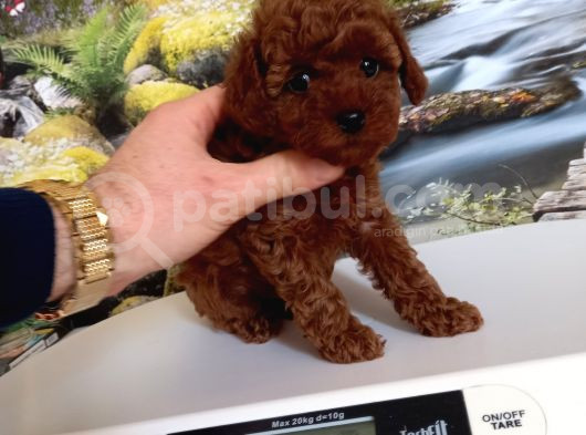 Çok Tatlı Dişi Teacup Poodle Yavrusu