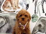 Kore Poodle Yavrular