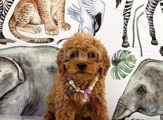 Kore Poodle Yavrular görsel