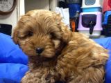 Uygun Toy Poodle Yavrular