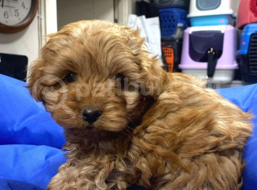 Uygun Toy Poodle Yavrular görsel