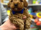 Uygun Toy Poodle Yavrular