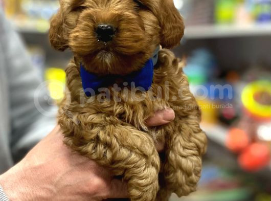 Uygun Toy Poodle Yavrular görsel