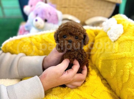 KORE POODLE 2 KİLOYU GEÇMEZ