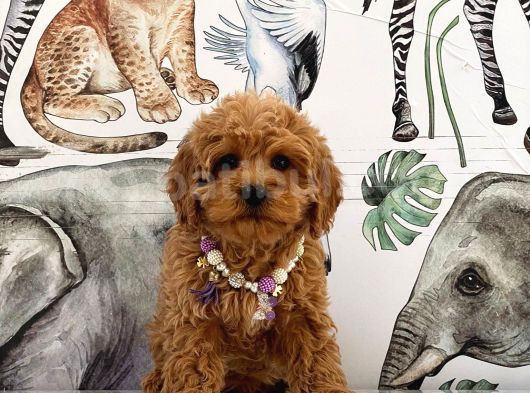 Kore Poodle Yavrular