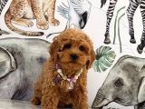 Kore Poodle Yavrular