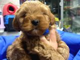 Uygun Toy Poodle Yavrular