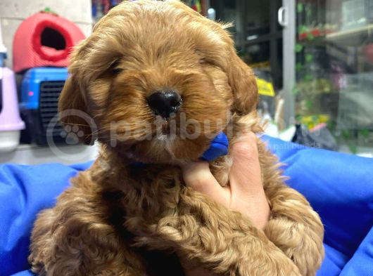 Uygun Toy Poodle Yavrular görsel
