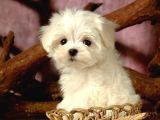 Maltesse Terrier Cinsi Mini Boy Puppy Kar Beyaz