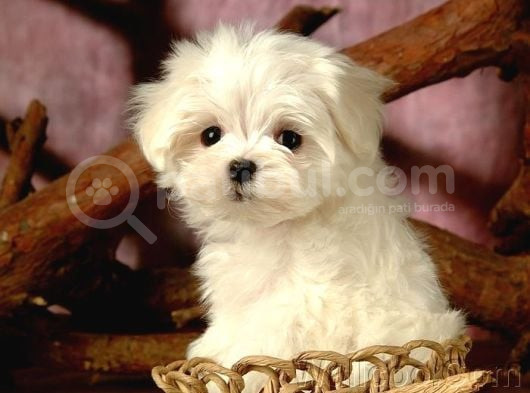 Maltesse Terrier Cinsi Mini Boy Puppy Kar Beyaz görsel