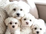 Maltesse terrier cinsi mini Boy Puppy Kar beyaz