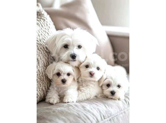 Maltesse Terrier Cinsi Mini Boy Puppy Kar Beyaz