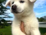 Beyaz Japon Akita yavrularımız