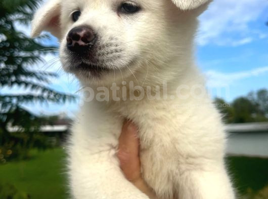 Beyaz Japon Akita Yavrularımız görsel