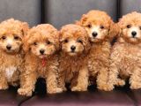 Red braw kıpkırmızı ev üretimi TOOY POODLE