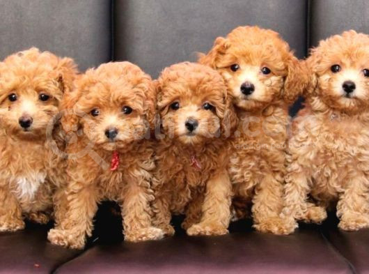 Red Braw Kıpkırmızı Ev Üretimi Tooy Poodle