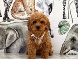 Kore Poodle Yavrular