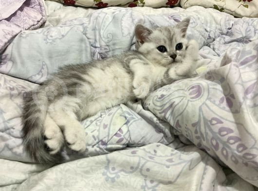 Küçük Sevecen Ve Oyuncu Yavrularımız Yeni Evlerini Arıyor görsel