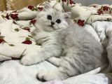 Küçük Sevecen Ve Oyuncu Yavrularımız Yeni Evlerini Arıyor