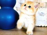 A Kalite Bri̇ti̇sh Shorthai̇r Golden  Yavrular