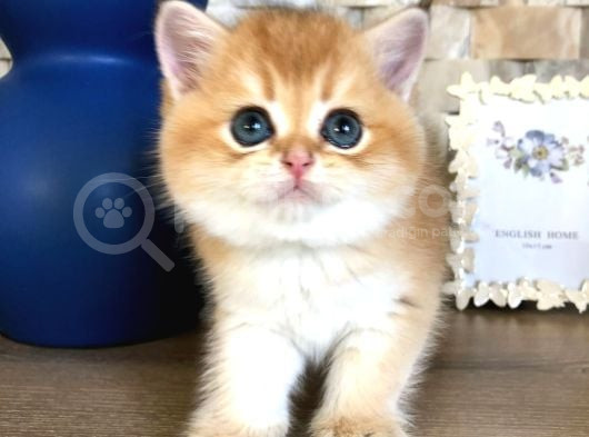 A Kalite Bri̇ti̇sh Shorthai̇r Golden  Yavrular