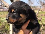 Sağlık Garantili Rottweiler Yavrular