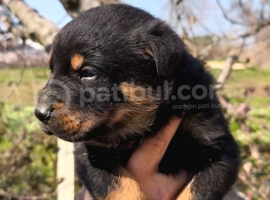 Sağlık Garantili Rottweiler Yavrular görsel