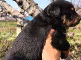 Sağlık Garantili Rottweiler Yavrular