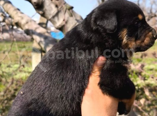 Sağlık Garantili Rottweiler Yavrular görsel