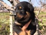 Sağlık Garantili Rottweiler Yavrular