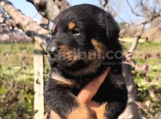 Sağlık Garantili Rottweiler Yavrular görsel