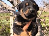 Sağlık Garantili Rottweiler Yavrular