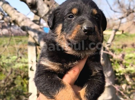 Sağlık Garantili Rottweiler Yavrular görsel