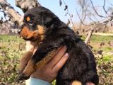 Sağlık Garantili Rottweiler Yavrular