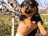 Sağlık Garantili Rottweiler Yavrular