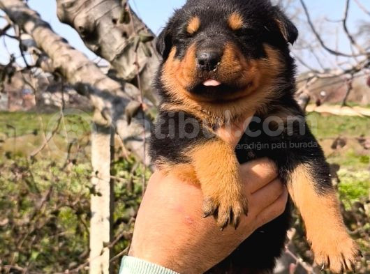 Sağlık Garantili Rottweiler Yavrular görsel