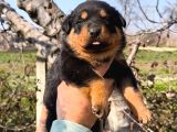 Sağlık garantili rottweiler yavrular