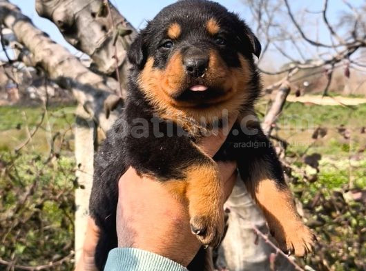 Sağlık Garantili Rottweiler Yavrular