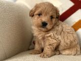 Baby face maltipoo