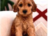 Red Braw Kıpkırmızı Ev Üretimi Tooy Poodle