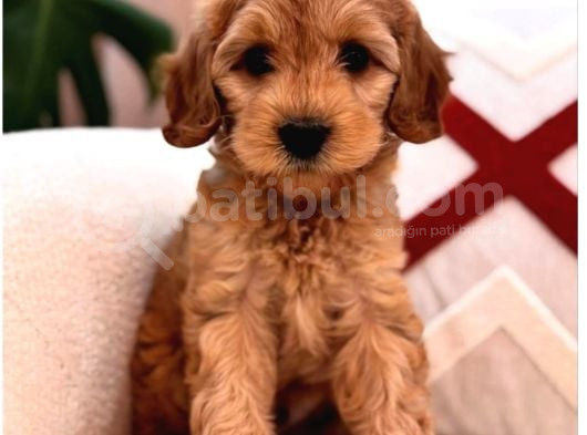 Red Braw Kıpkırmızı Ev Üretimi Tooy Poodle görsel