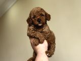 TEDDY FACE ORJİNAL TOY POODLE BEBEKLER A KALİTE