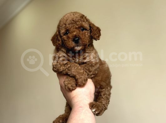 Teddy Face Orji̇nal Toy Poodle Bebekler A Kali̇te görsel