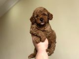 Teddy Face Orji̇nal Toy Poodle Bebekler A Kali̇te