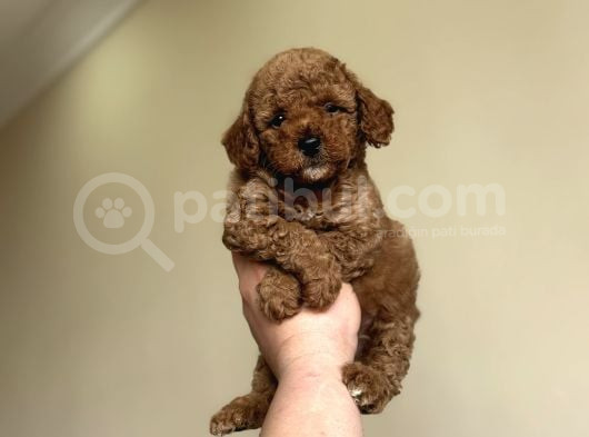 Teddy Face Orji̇nal Toy Poodle Bebekler A Kali̇te görsel