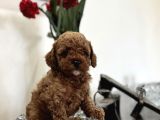 Mükemmel Kali̇te Red Poodle Bebekler