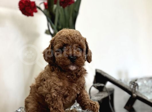 Mükemmel Kali̇te Red Poodle Bebekler görsel