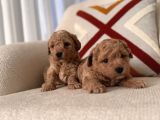 Kıvırcık maltipoo bebeklerim
