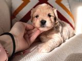 Orjinal maltipoo bebeklerim
